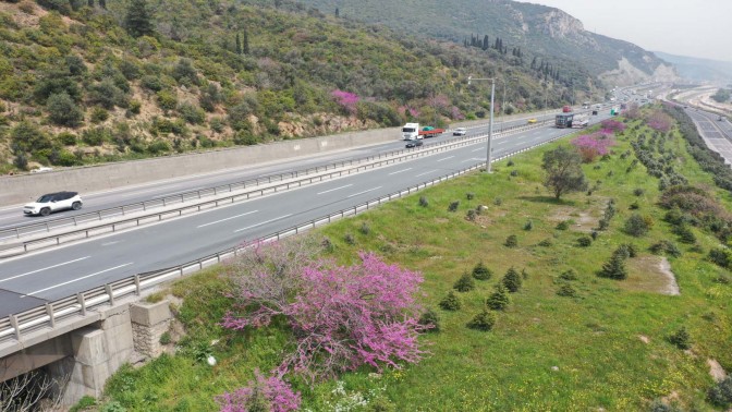 10 yıl önce dikilen Erguvan ağaçları çiçek açtı