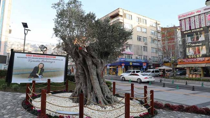 600 yıllık zeytin ağacı İzmit’in yeni sembollerinden biri olacak