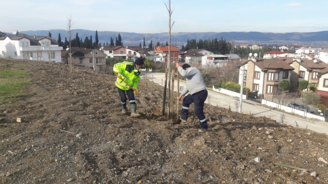 Değirmendere Kestanelik Alanı Ağaçlandırıldı