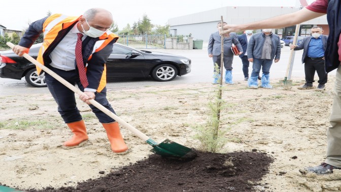 İlimtepe’ye 750 sedir ağacı