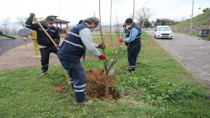 İzmit’te Çocuklar Meyveyi Dalından Yiyecek