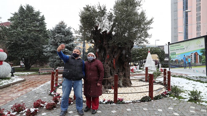 İzmitliler, 600 yıllık zeytin ağacıyla karın keyfini çıkardı