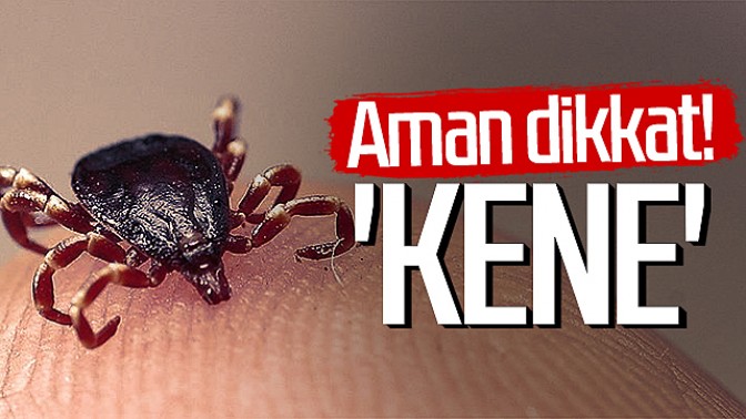 Kocaeli’de kene vakaları arttı