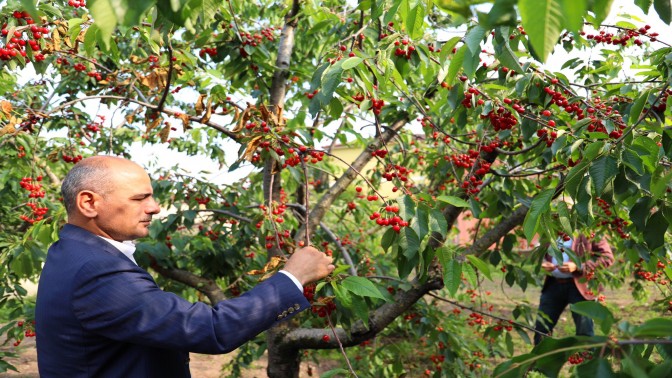 “Yarımca Kirazının Değerini Yükselteceğiz”